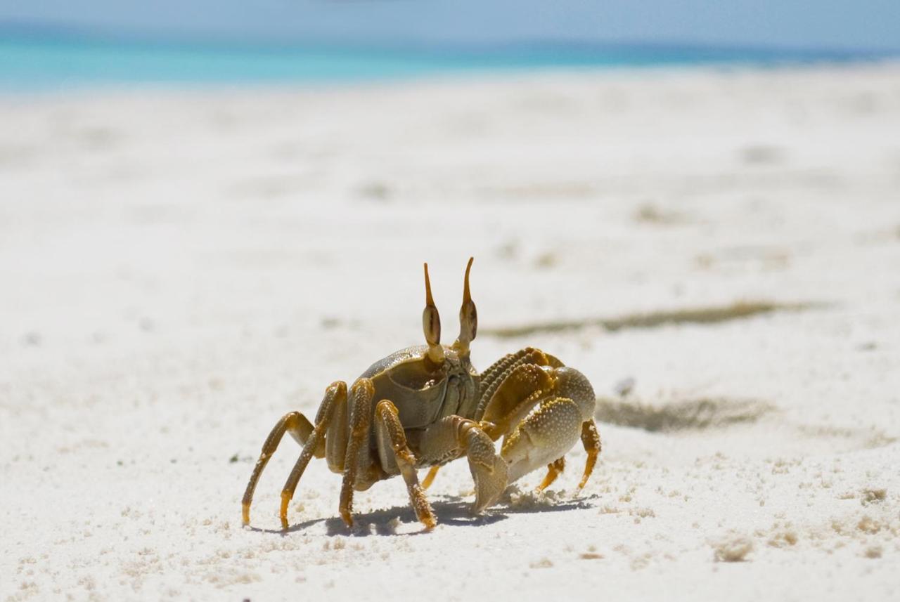 Crystal Sands Maafushi Luaran gambar